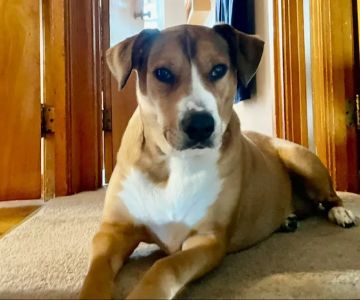 Cheyenne Veterinary Wellness & Surgical Center