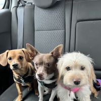 Banfield Pet Hospital ico