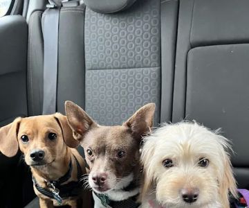 Banfield Pet Hospital