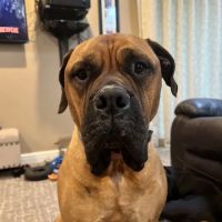 Harts Run Veterinary Hospital ico