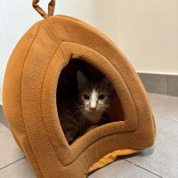 Veterinary Emergency Group ico