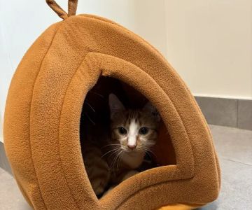 Veterinary Emergency Group