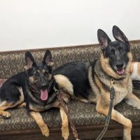 Greenfield Veterinary Hospital ico
