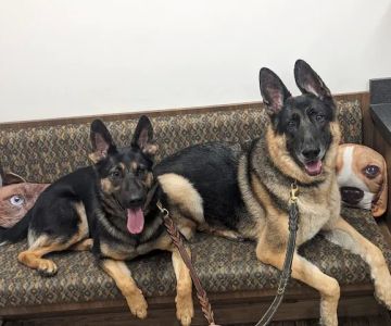 Greenfield Veterinary Hospital