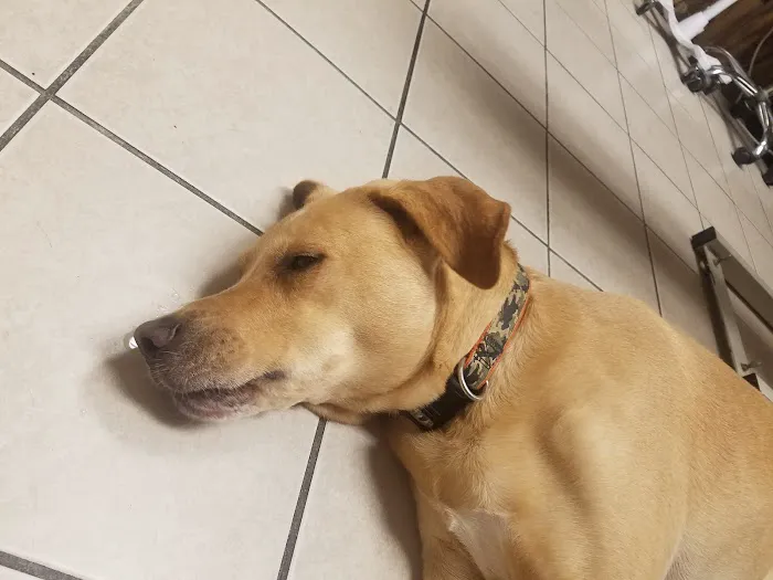 Greenfield Veterinary Hospital 9