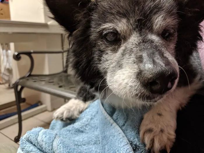 Greenfield Veterinary Hospital 8