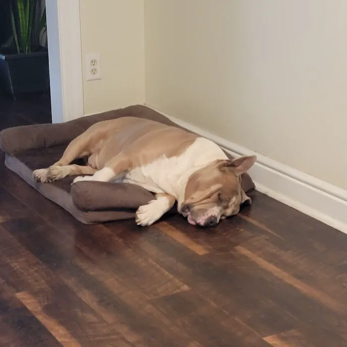 Greenfield Veterinary Hospital 4