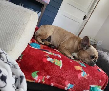 Banfield Pet Hospital