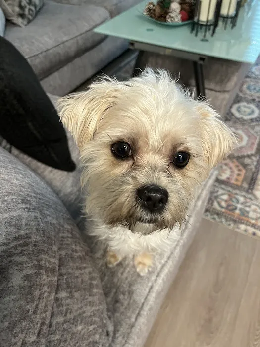 Banfield Pet Hospital 4