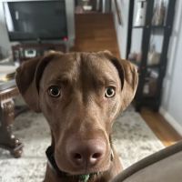 Pittsburgh Animal Hospital ico