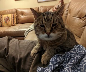 Point Breeze Veterinary Clinic
