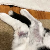 PetVet365 Pet Hospital Pittsburgh/Fox Chapel ico