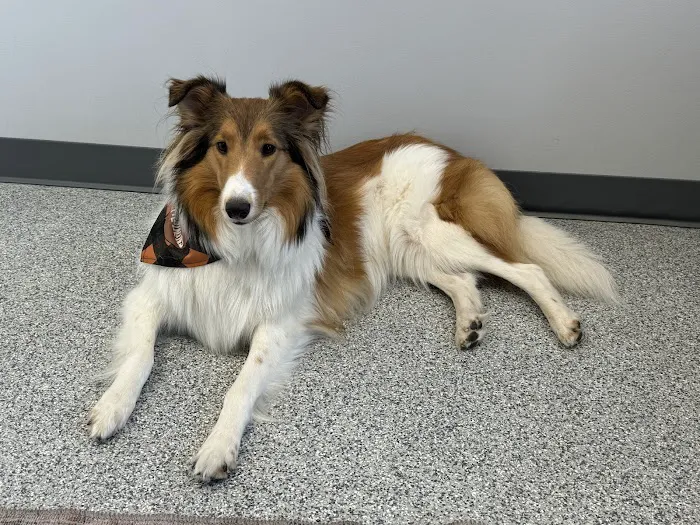 PetVet365 Pet Hospital Pittsburgh/Fox Chapel 7