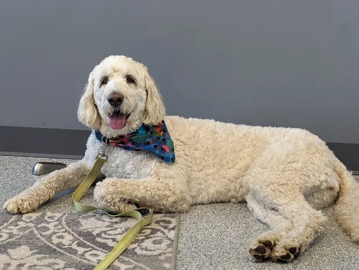 PetVet365 Pet Hospital Pittsburgh/Fox Chapel 3