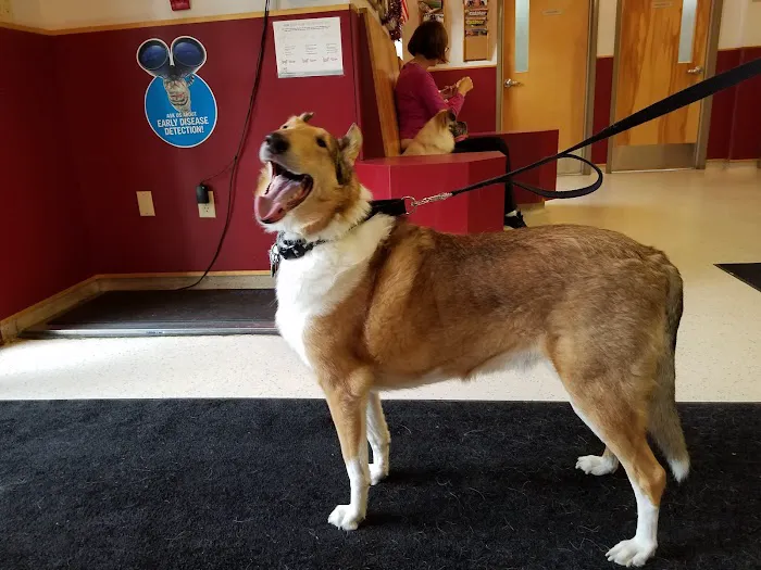 VCA Fox Chapel Animal Hospital 5
