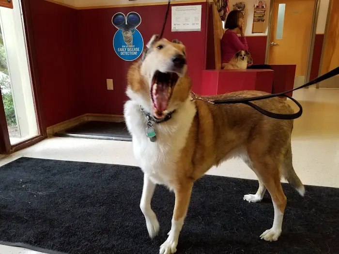 VCA Fox Chapel Animal Hospital 3