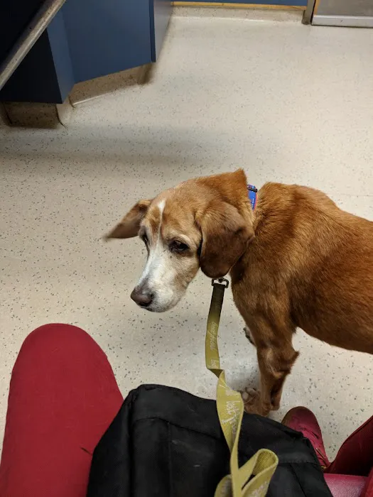 VCA Fox Chapel Animal Hospital 8