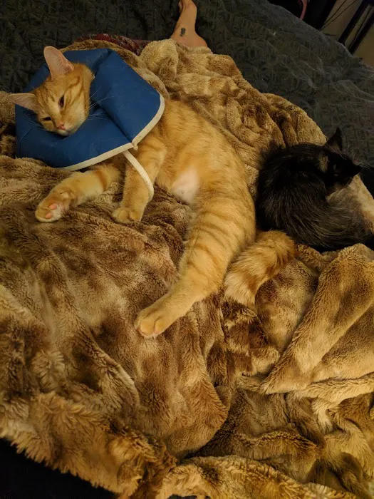 VCA Fox Chapel Animal Hospital 7