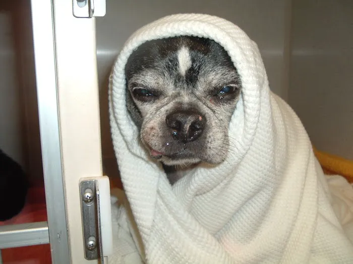 Franklin Animal Clinic Inc 8