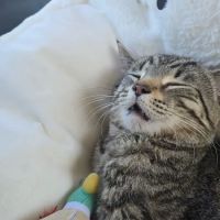 Seneca Veterinary Clinic ico