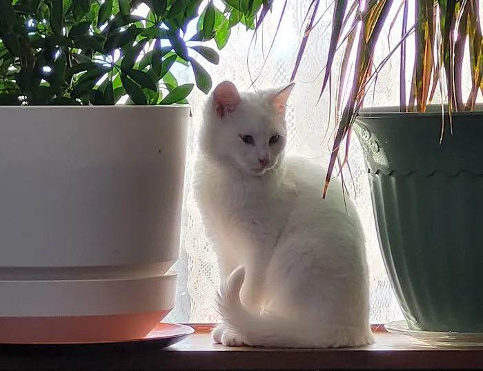 Precious Paws 2