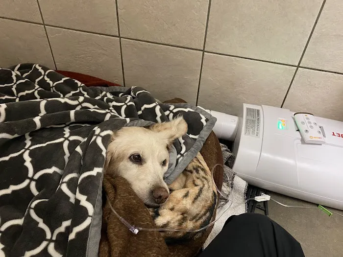 Saxony Animal Clinic 4