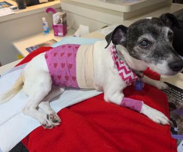 Saxony Animal Clinic