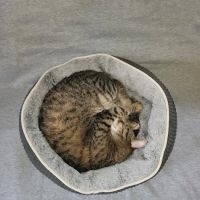 Perry Pet Clinic, LLC ico