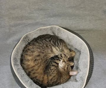 Perry Pet Clinic, LLC