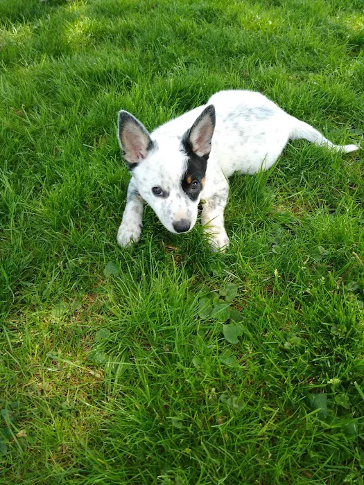 Perry Pet Clinic, LLC 4