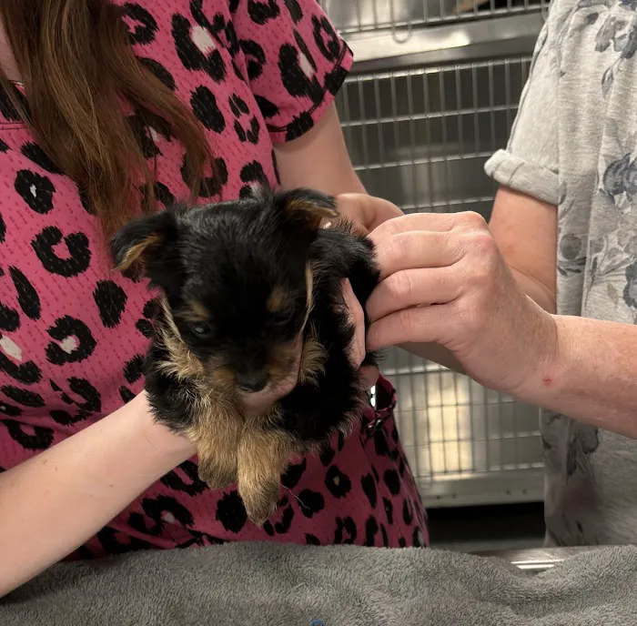 Summit Pet Hospital & Care Center 6