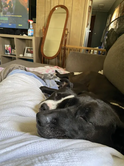 Summit Pet Hospital & Care Center 10