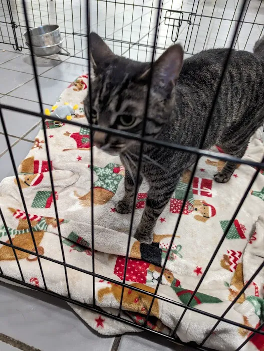 Summit Pet Hospital & Care Center 3