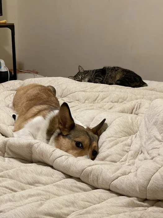 Summit Pet Hospital & Care Center 8