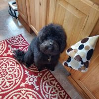 Erie Humane Society Pet Wellness Clinic ico