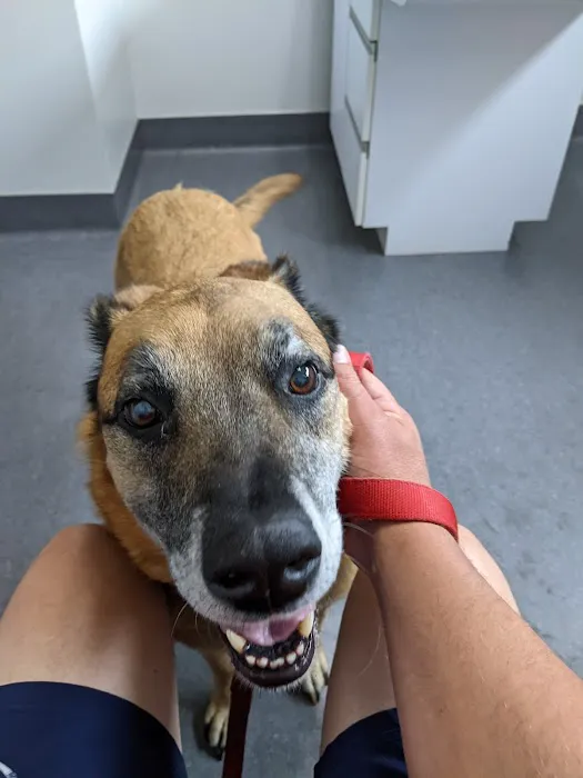 Glenwood Pet Hospital: Dr. Erica Jewell 3