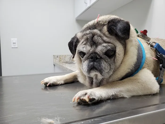 Glenwood Pet Hospital: Dr. Erica Jewell 4