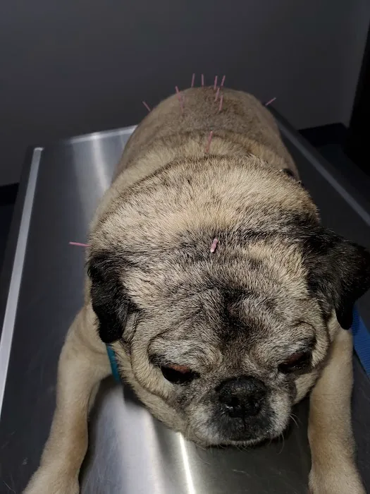 Glenwood Pet Hospital: Dr. Erica Jewell 1