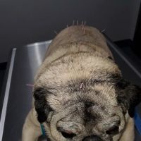 Glenwood Pet Hospital: Dr. Erica Jewell ico