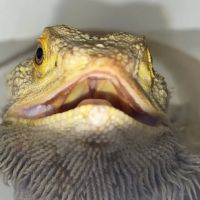 Glenwood Pet Hospital ico