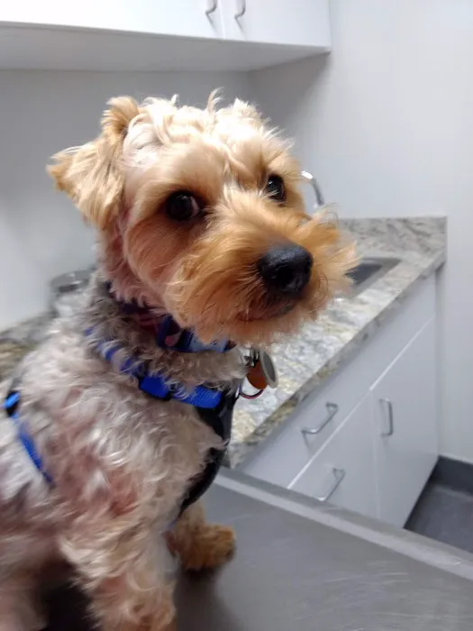 Glenwood Pet Hospital 8