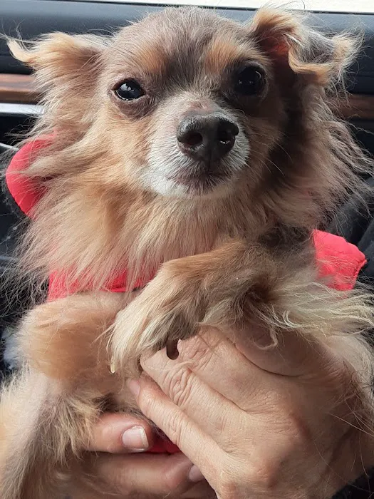 Glenwood Pet Hospital: Dr. Erin Gorney 1