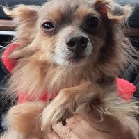 Glenwood Pet Hospital: Dr. Erin Gorney ico