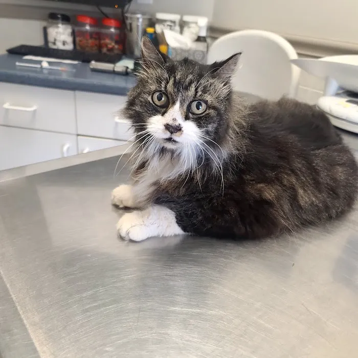 Union City Pet Hospital 4