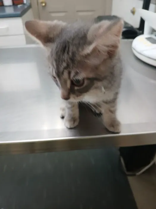 Union City Pet Hospital 1