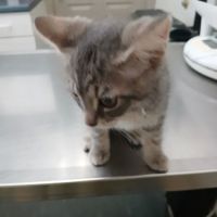 Union City Pet Hospital ico