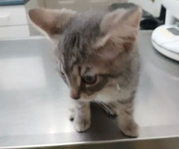 Union City Pet Hospital
