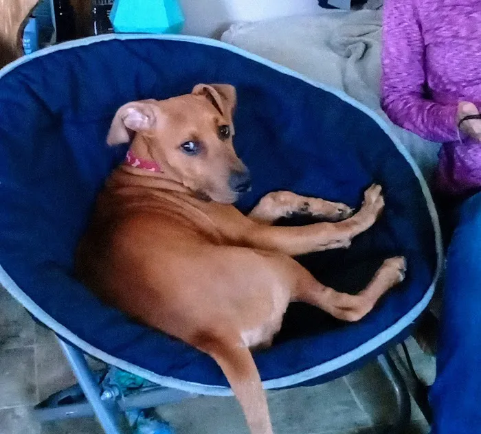 Wintergreen Animal Hospital: Lutz Deborah S DVM 2