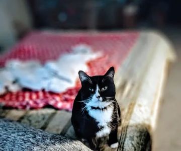 Wintergreen Animal Hospital: Lutz Deborah S DVM
