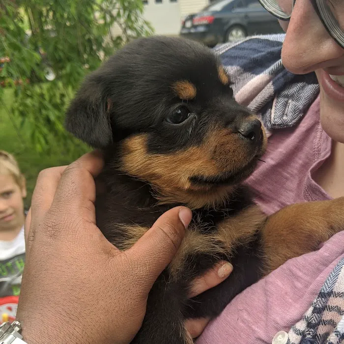 Wintergreen Animal Hospital 10